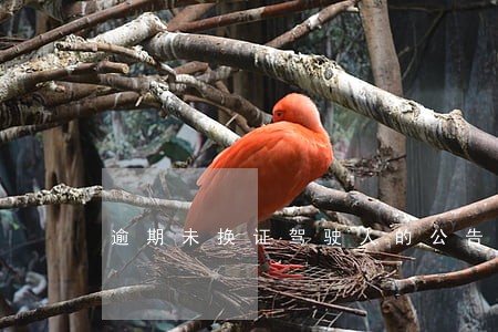 逾期未换证驾驶人的公告 逾期未换证驾驶人的公告