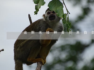 逾期未接种者后果自负 逾期未接种者后果自负