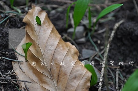 逾期未提交排污许可执行报告 逾期未提交排污许可执行报告