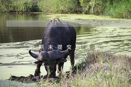 逾期未提交的通知 逾期未提交的通知