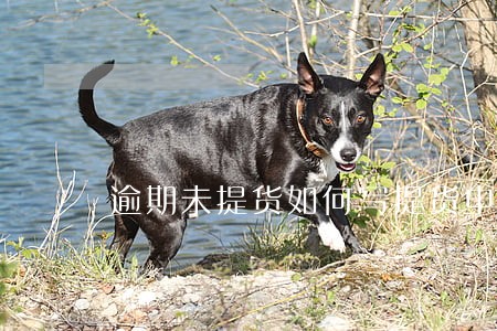 逾期未提货如何写提货申请 逾期未提货如何写提货申请