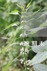 逾期未支付多少合法 逾期未支付多少合法