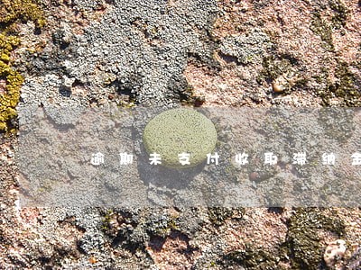 逾期未支付收取滞纳金 逾期未支付收取滞纳金