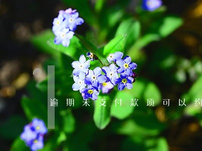 逾期未支付款项可以约定滞纳金 逾期未支付款项可以约定滞纳金
