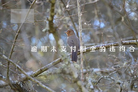 逾期未支付租金的违约合同约定 逾期未支付租金的违约合同约定