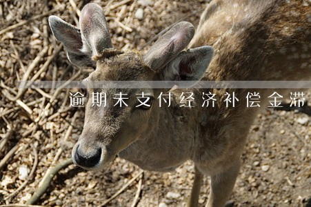 逾期未支付经济补偿金滞纳金 逾期未支付经济补偿金滞纳金