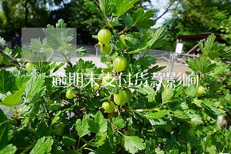 逾期未支付货款影响 逾期未支付货款影响