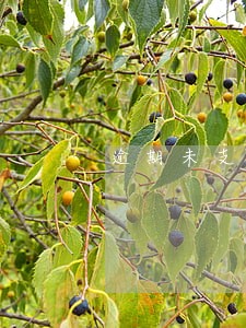 逾期未支付预付款索赔 逾期未支付预付款索赔