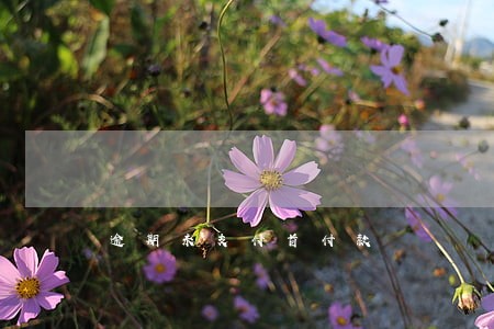 逾期未支付首付款 逾期未支付首付款