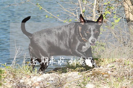 逾期未收到意见