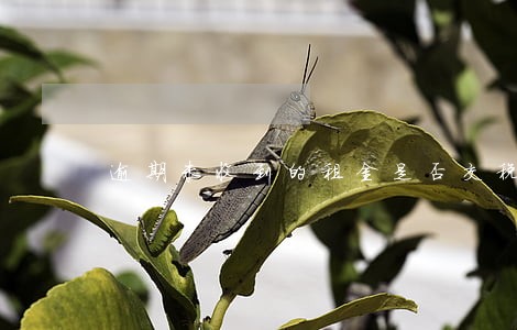 逾期未收到的租金是否交税 逾期未收到的租金是否交税