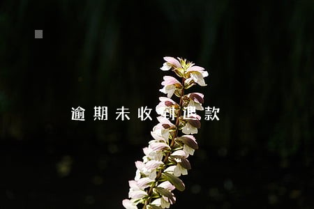 逾期未收到退款