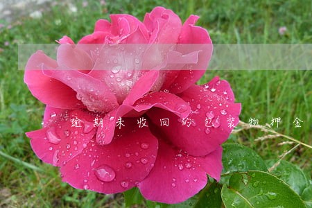 逾期未收回的包装物押金增值税 逾期未收回的包装物押金增值税