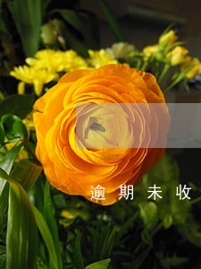 逾期未收楼通知书