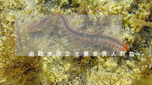 逾期未改正主要负责人罚款 逾期未改正主要负责人罚款