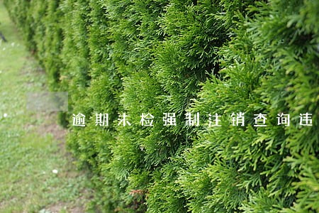 逾期未检强制注销查询违章 逾期未检强制注销查询违章