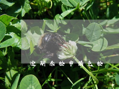 逾期未检申请免检 逾期未检申请免检