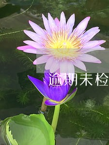逾期未检车交完罚款罚单丢了 逾期未检车交完罚款罚单丢了