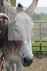 逾期未检车辆怎样申请销户