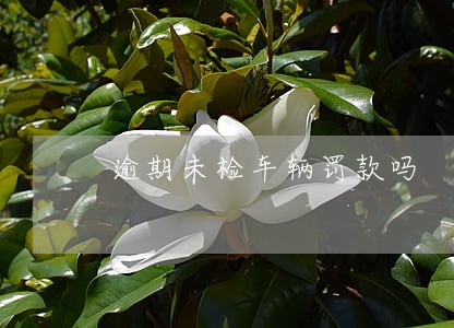 逾期未检车辆罚款吗 逾期未检车辆罚款吗