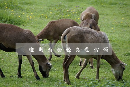逾期未检验交通代码 逾期未检验交通代码