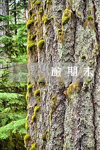 逾期未检验公告 逾期未检验公告