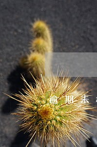 逾期未检验注销啥意思 逾期未检验注销啥意思