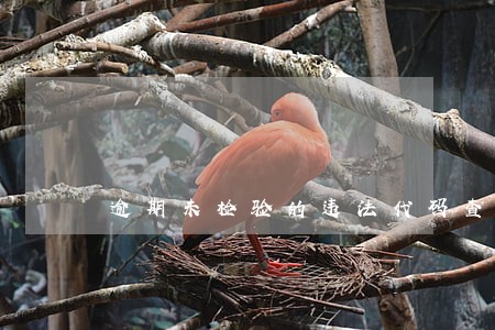 逾期未检验的违法代码查询 逾期未检验的违法代码查询