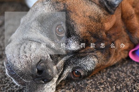 逾期未检验罚款怎么办 逾期未检验罚款怎么办