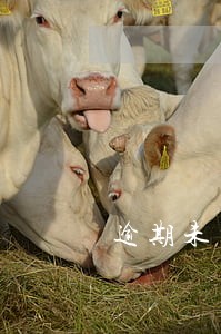 逾期未检验车可以买保险吗 逾期未检验车可以买保险吗