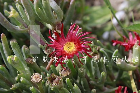 逾期未满5年现在可以按揭买车吗 逾期未满5年现在可以按揭买车吗