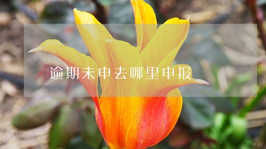逾期未申去哪里申报 逾期未申去哪里申报