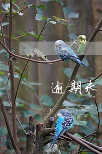 逾期未申报不予处罚 逾期未申报不予处罚