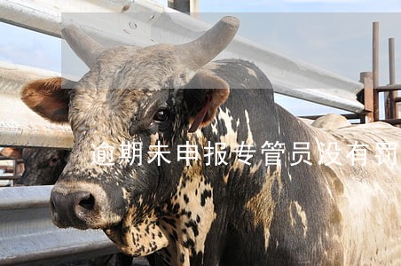 逾期未申报专管员没有罚款 逾期未申报专管员没有罚款