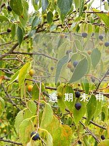 逾期未申报会有违章 逾期未申报会有违章
