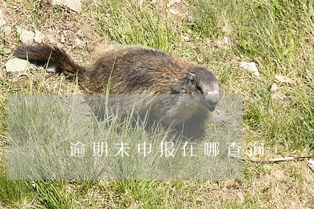 逾期未申报在哪查询 逾期未申报在哪查询