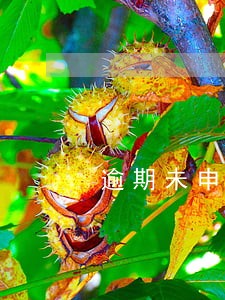 逾期未申报城建税如何补报