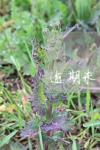 逾期未申报城镇使用税