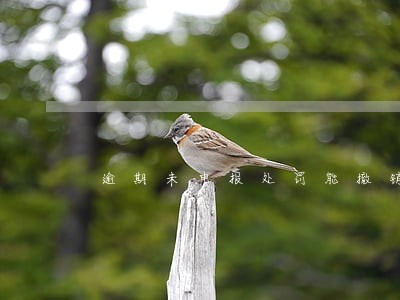 逾期未申报处罚能撤销吗 逾期未申报处罚能撤销吗