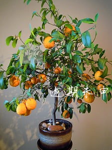 逾期未申报如何罚款 逾期未申报如何罚款