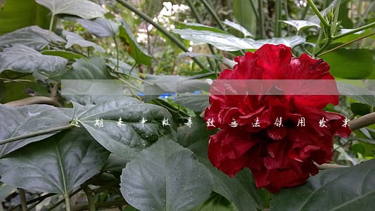 逾期未申报导致无法领用发票 逾期未申报导致无法领用发票