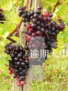 逾期未申报属于偷税漏税吗 逾期未申报属于偷税漏税吗