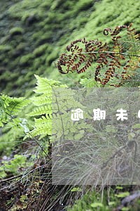 逾期未申报数据怎么查询 逾期未申报数据怎么查询