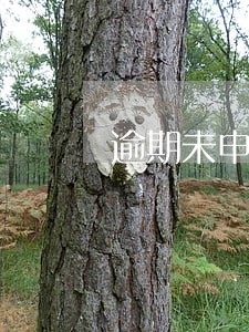 逾期未申报的影响 逾期未申报的影响