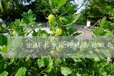 逾期未申报的税务行政处罚 逾期未申报的税务行政处罚