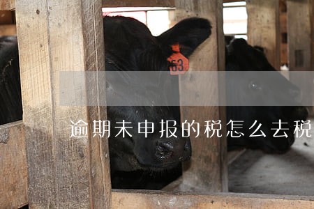 逾期未申报的税怎么去税务局 逾期未申报的税怎么去税务局