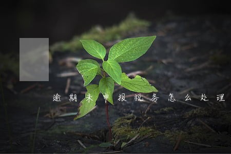 逾期未申报税务怎么处理