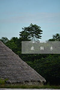 逾期未申报税种个人所得税 逾期未申报税种个人所得税