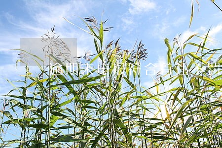 逾期未申报符合首违不罚 逾期未申报符合首违不罚