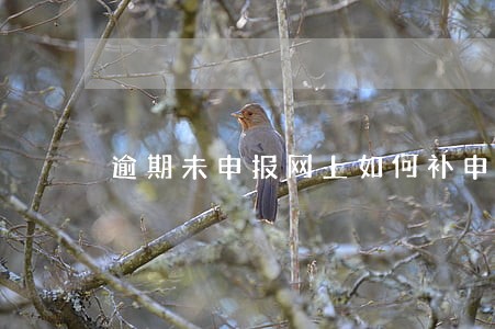 逾期未申报网上如何补申报
